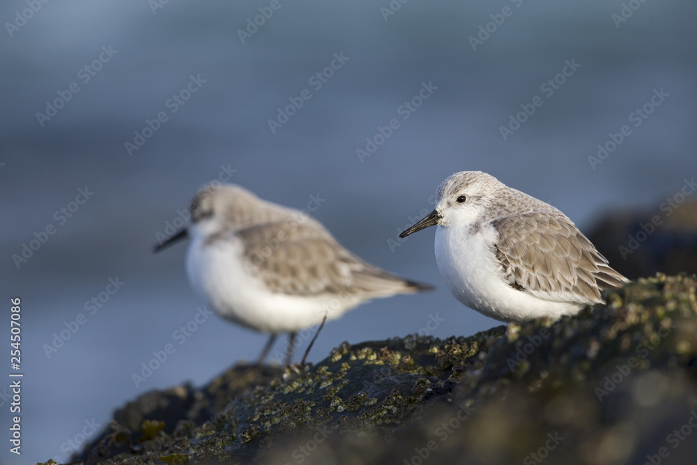 A couple of sanderling (Calidris alba) perched on a rock along the Dutch coast in the winter at the North Sea. The bird is on stopover in winter plumage. A couple of sanderling (Calidris alba) perched on a rock along the Dutch coast in the winter at the North Sea. The bird is on stopover in winter plumage.