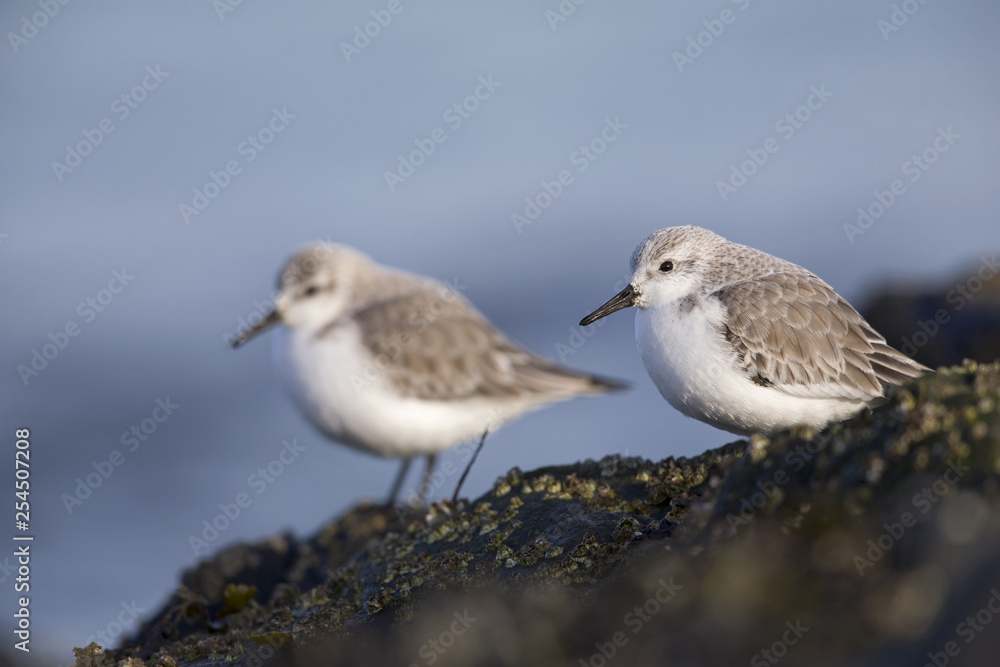 A couple of sanderling (Calidris alba) perched on a rock along the Dutch coast in the winter at the North Sea. The bird is on stopover in winter plumage. A couple of sanderling (Calidris alba) perched on a rock along the Dutch coast in the winter at the North Sea. The bird is on stopover in winter plumage.
