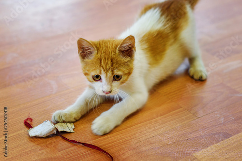 kittenkitten playing with a toy on a wooden floor