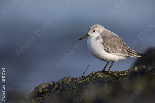 A resting sanderling (Calidris alba) perched on a rock along the Dutch coast in the winter at the North Sea. The bird is on stopover in winter plumage.