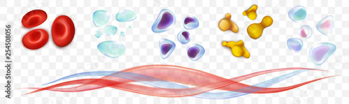 Set blood cells. Erythrocytes, leukocytes, platelets, plasma. Vector images isolated on a white transparent background.