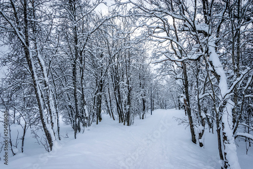 Une forêt enneigée à Tromso en Norvège du Nord