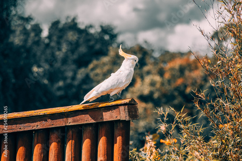 white cockatiel in bokeh photography