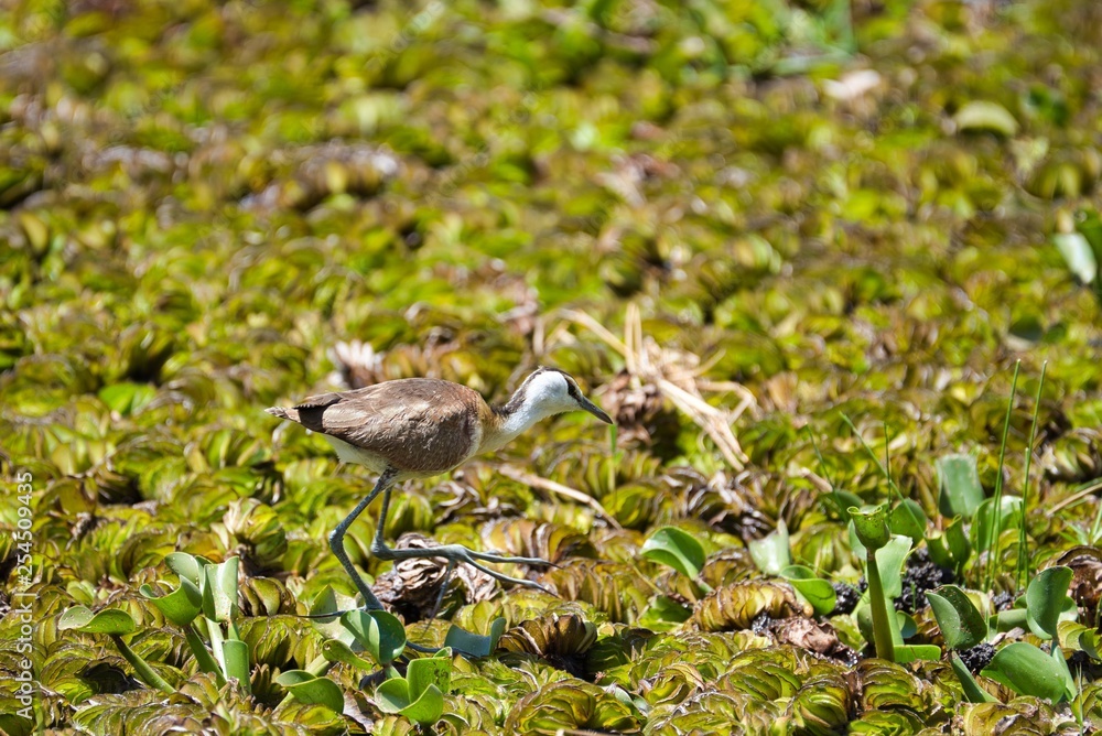 African Jacana on Water Plants, Lake Naivasha, Kenya 