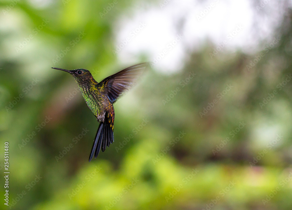 Fototapeta premium BEIJA FLOR EM VOO