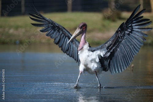 Marabou Stork with Wings Spread, Walking through Lake Naivasha, Kenya