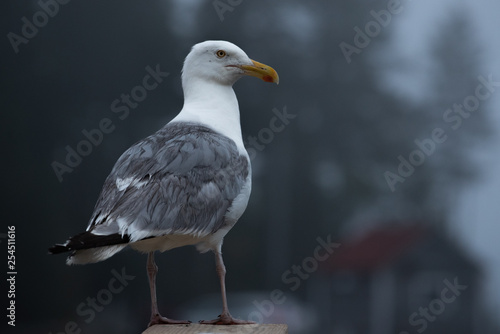 selective focus photography of herring gull