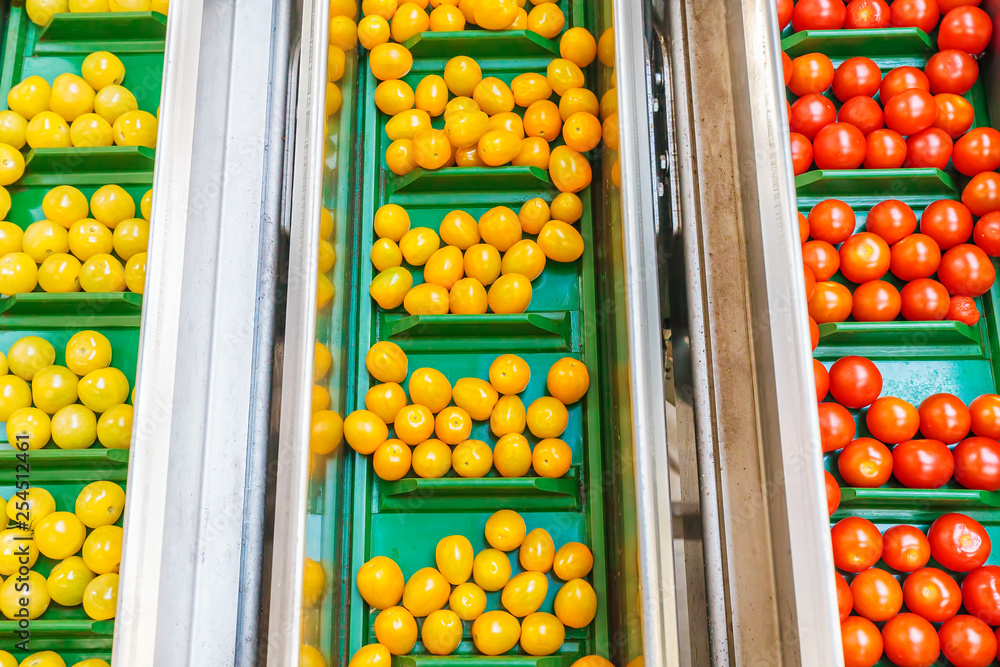 Fresh small tomatoes on a green conveyor belt in a Dutch greenhouse Fresh small tomatoes on a green conveyor belt in a Dutch greenhouse