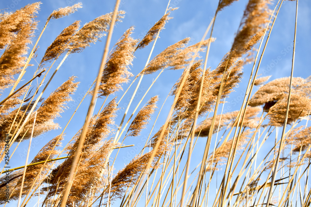Golden dry straw plants called poaceae poales being moved by the wind on a blue sky as background. Golden dry straw plants called poaceae poales being moved by the wind on a blue sky as background.