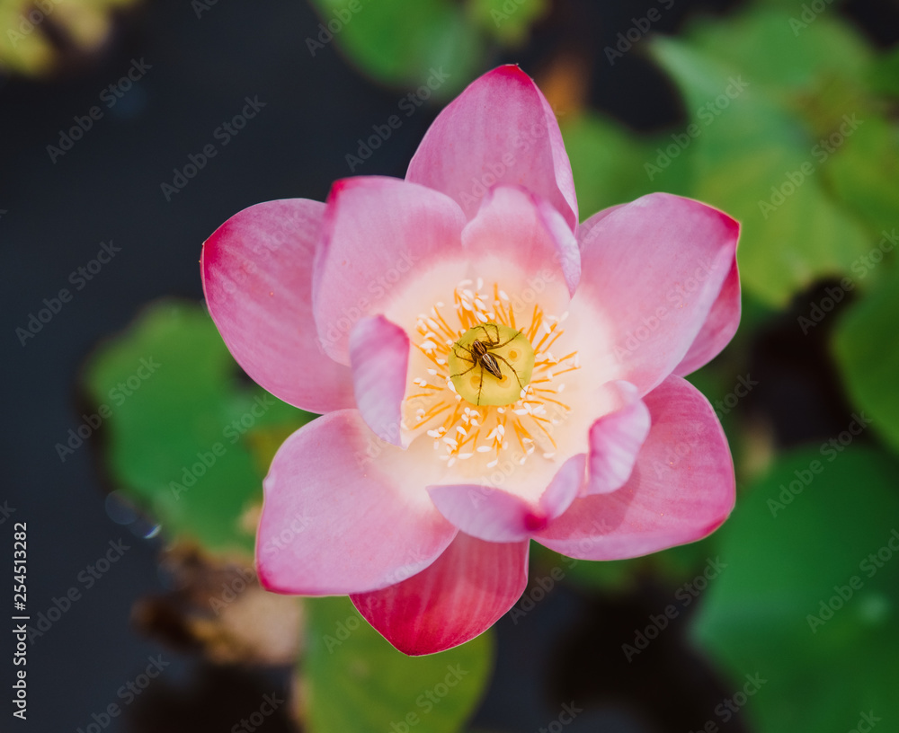 pink flower pink flower