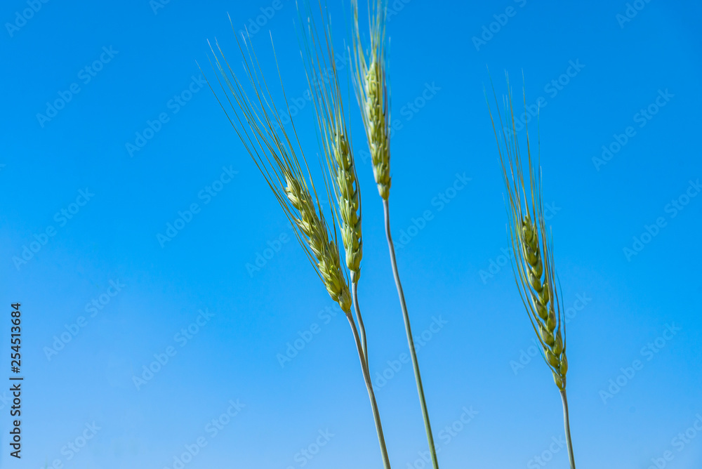 Green barley field on blue sky background. Green barley field on blue sky background.
