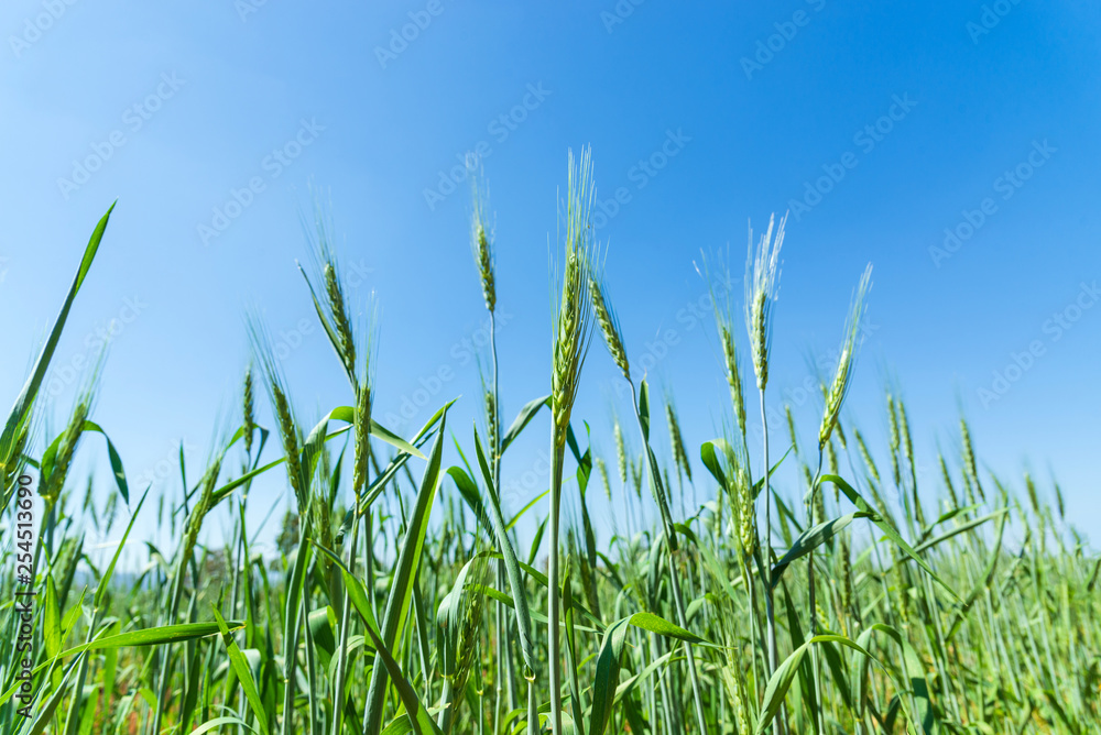 Fototapeta premium Green barley field on blue sky background.