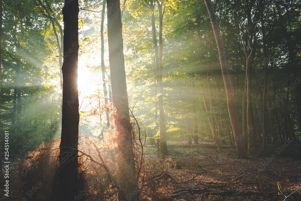 Devine intervention. Sunlight streaming in around trees in wonderful autumnal forest of Amerongen