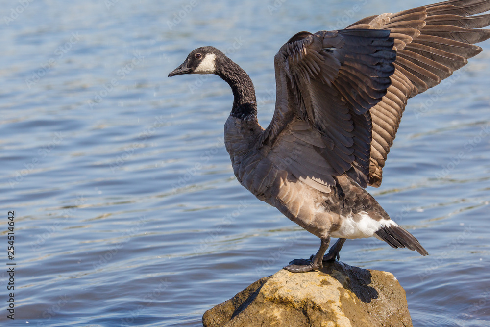 Canada goose in Portland Canada goose in Portland