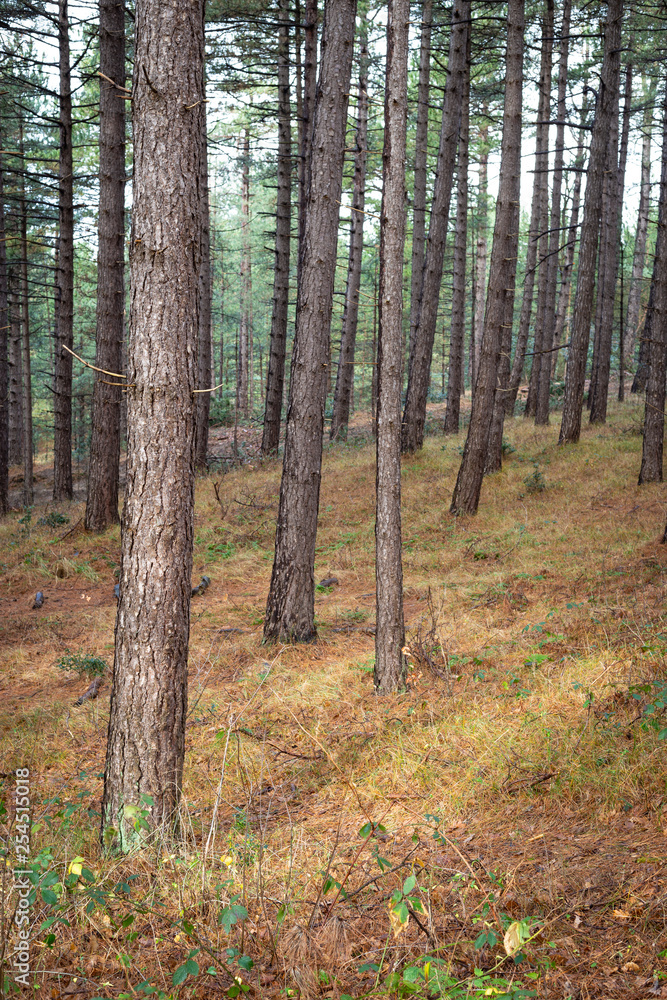 Pine trees catching light on a moody rainy day Pine trees catching light on a moody rainy day