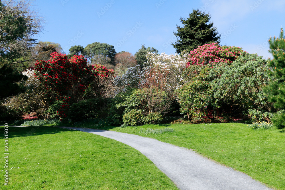 A gravel garden path leading through grass to red, pink and white flowering shrubs