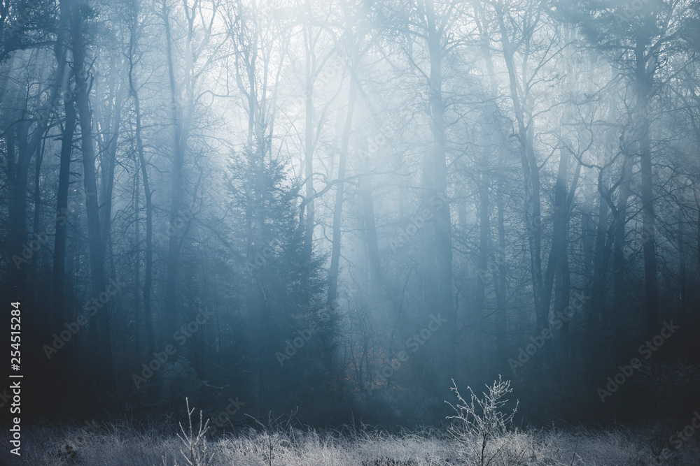 Fototapeta premium sun rays coming through forest with shaded silhouetted trees