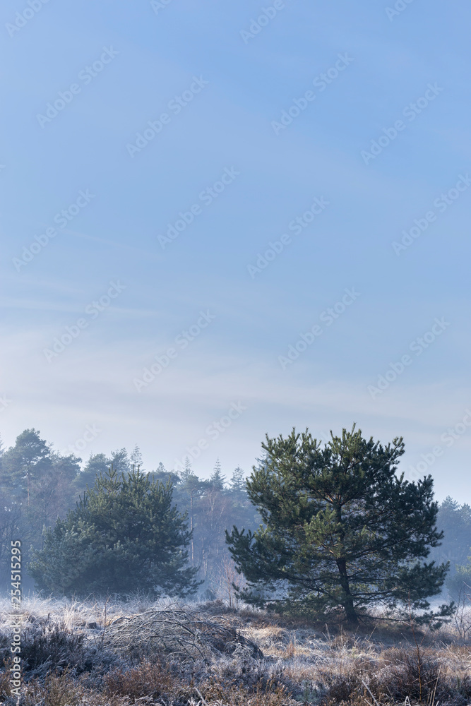 pine trees in a forest landscape with bright blue morning sky Stock ...