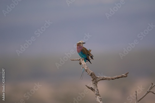 Lilac Breasted Roller on Perch
