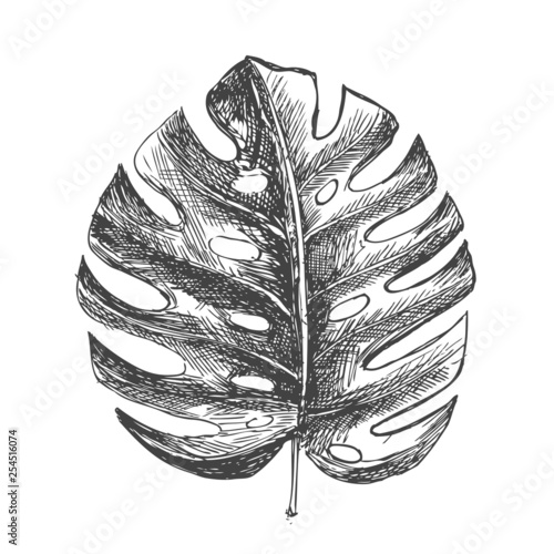 Tropical leaves hand drawn