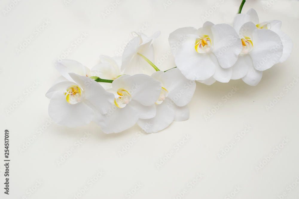 romantic branch of white orchid on beige background. romantic branch of white orchid on beige background.