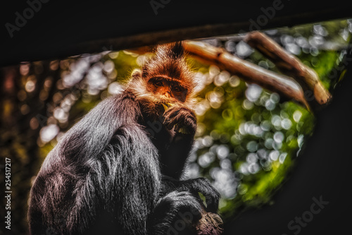 brown and gray monkey screengrab photo