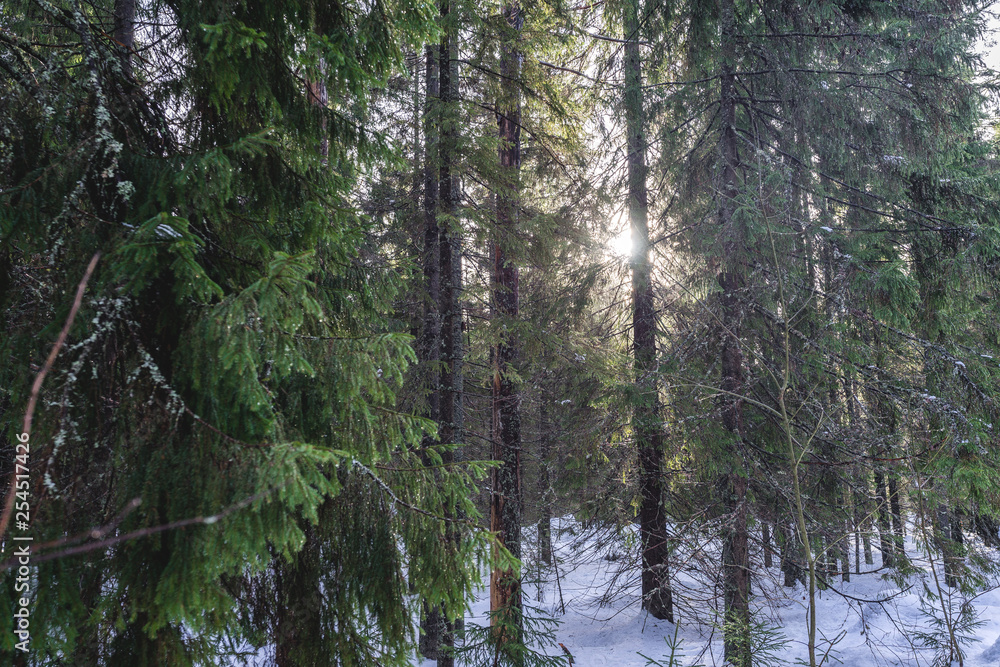 Obraz premium Coniferous Forest in Winter with the Sun breaking through the trunks of the trees