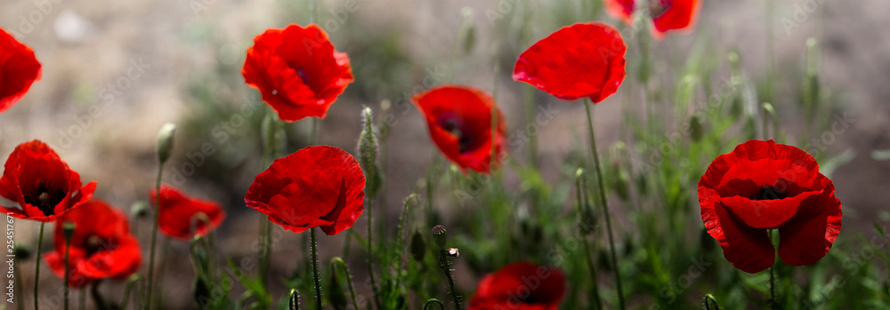 Fototapeta premium Red poppy on green weeds field. Poppy flowers.Close up poppy head. red poppy. Papaver rhoeas