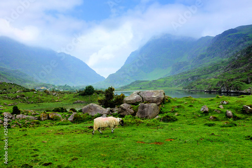 Sheep grazing in scenic mountain valley of the Gap of Dunloe, Ring of Kerry, Ireland photo