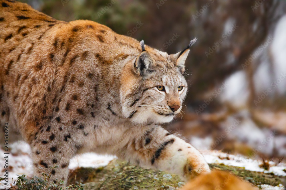 Obraz premium Beautiful eurasian lynx walks in the forest at early winter