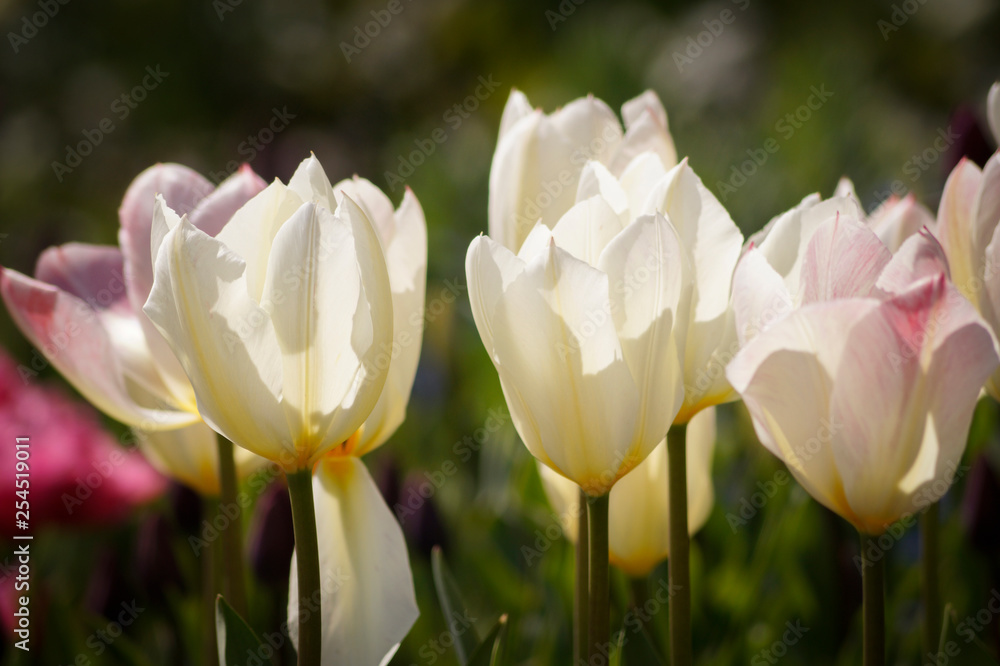 Obraz premium tulipany białe