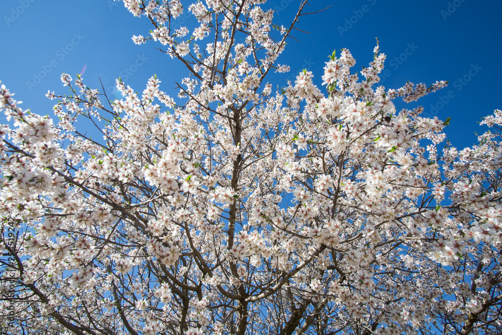 Almond Trees in Bloom Castile La Mancha Spain