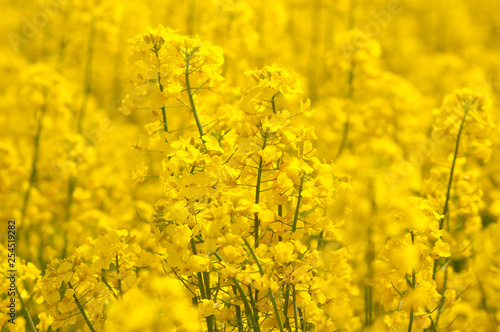 Flower of rape on a yellow background