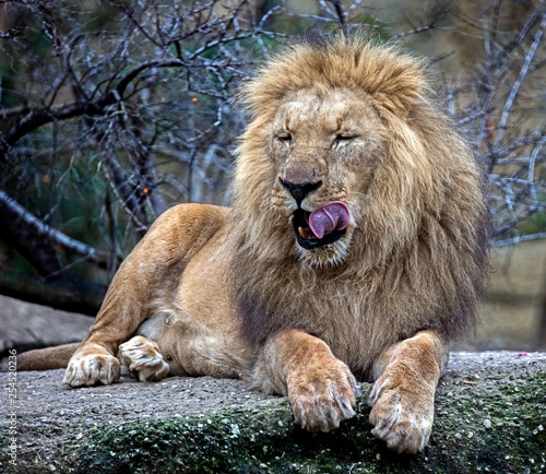 Lion male. Latin name - Panthera leo persica