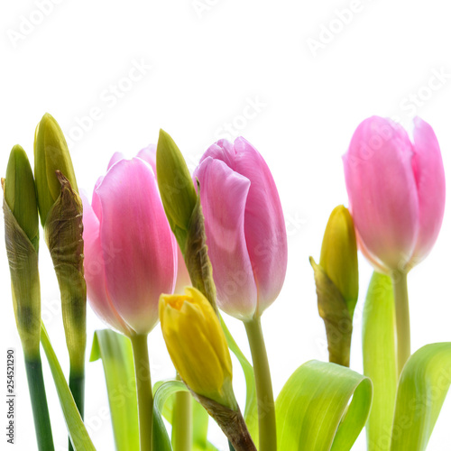 Tulpen und Osterglocken isoliert