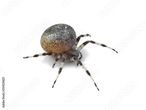 Marbled orb-weaver (Araneus marmoreus) female
