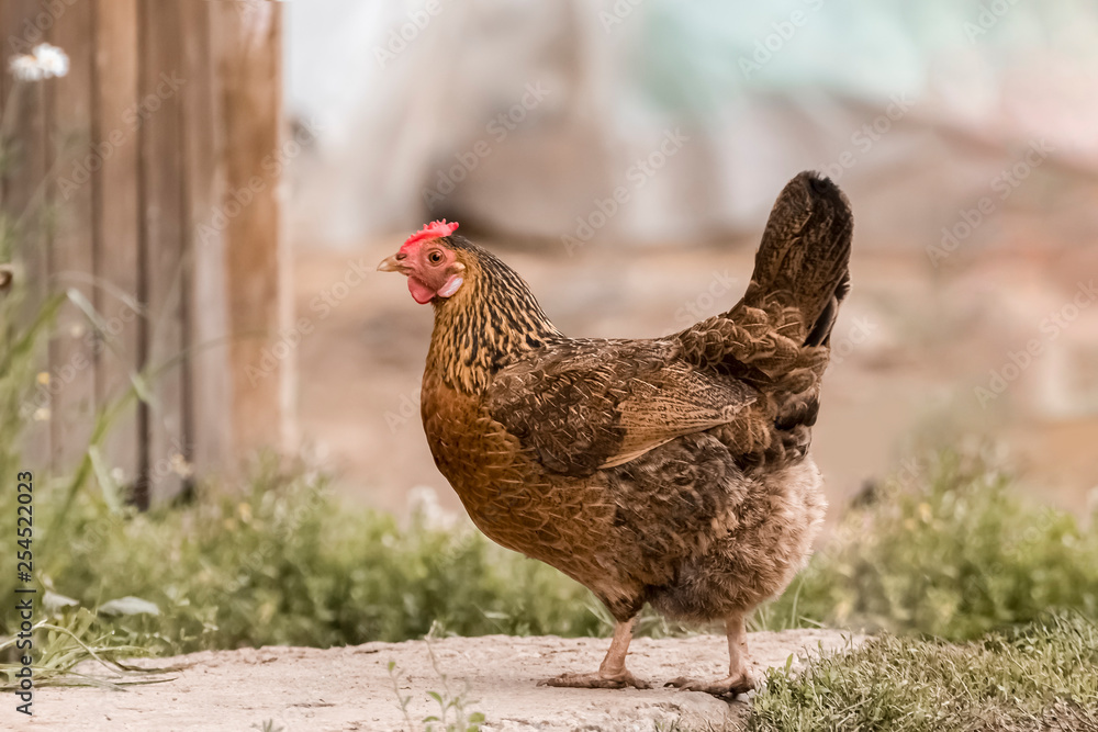 Fototapeta premium Chicken on a farm