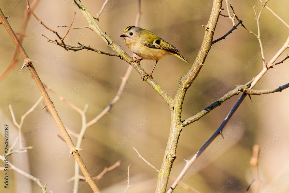 Obraz premium goldcrest sits among the thickets