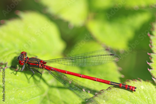 Large Red Damselfly on a leaf