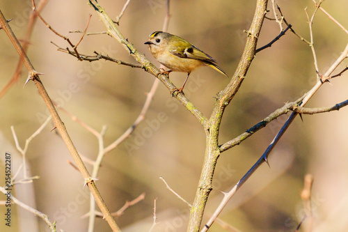 goldcrest sits among the thickets © drakuliren
