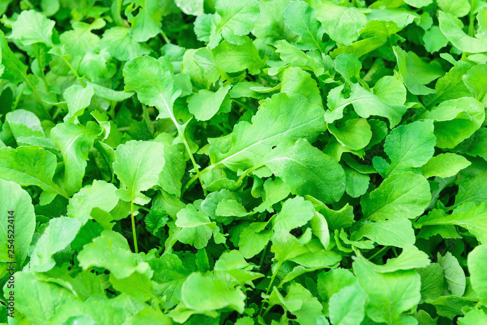 Background from green plants Background from green plants