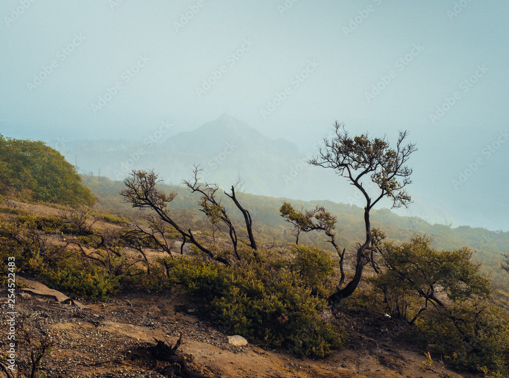 Obraz premium tree in the desert