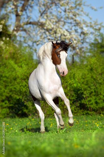 Beautiful pinto horse run fun in spring landscape © callipso88