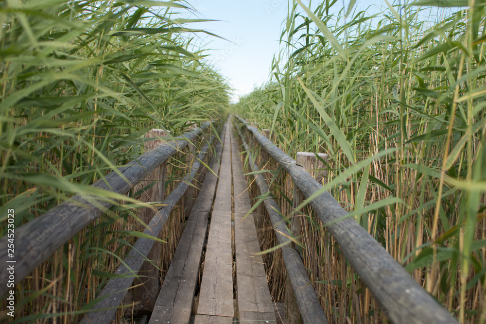© Reinis Freilibs/Scopio - photo of wooden pathway between tall grasses © Reinis Freilibs/Scopio - photo of wooden pathway between tall grasses