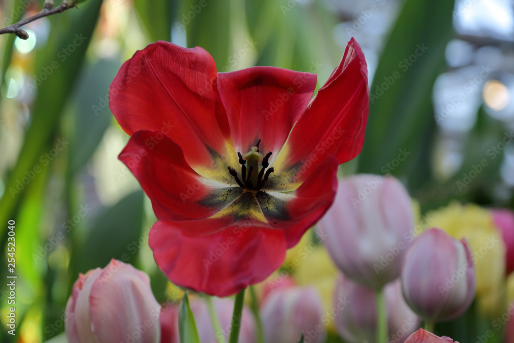 Colorful bright tulips blossom in early spring Colorful bright tulips blossom in early spring