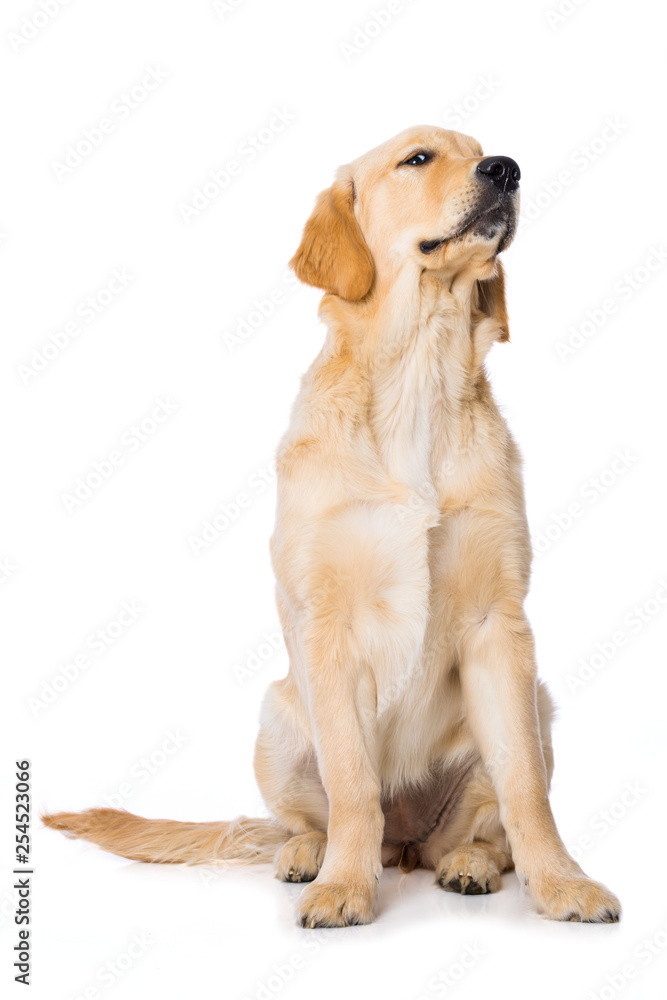 Six months old golden retriever dog sitting isolated on white background