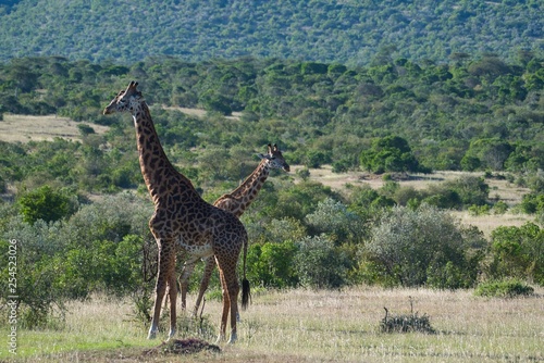 Photography Giraffes in Maasai Mara