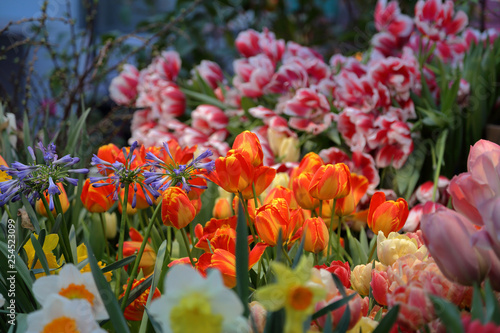 Fototapeta Naklejka Na Ścianę i Meble -  Colorful bright tulips blossom in early spring