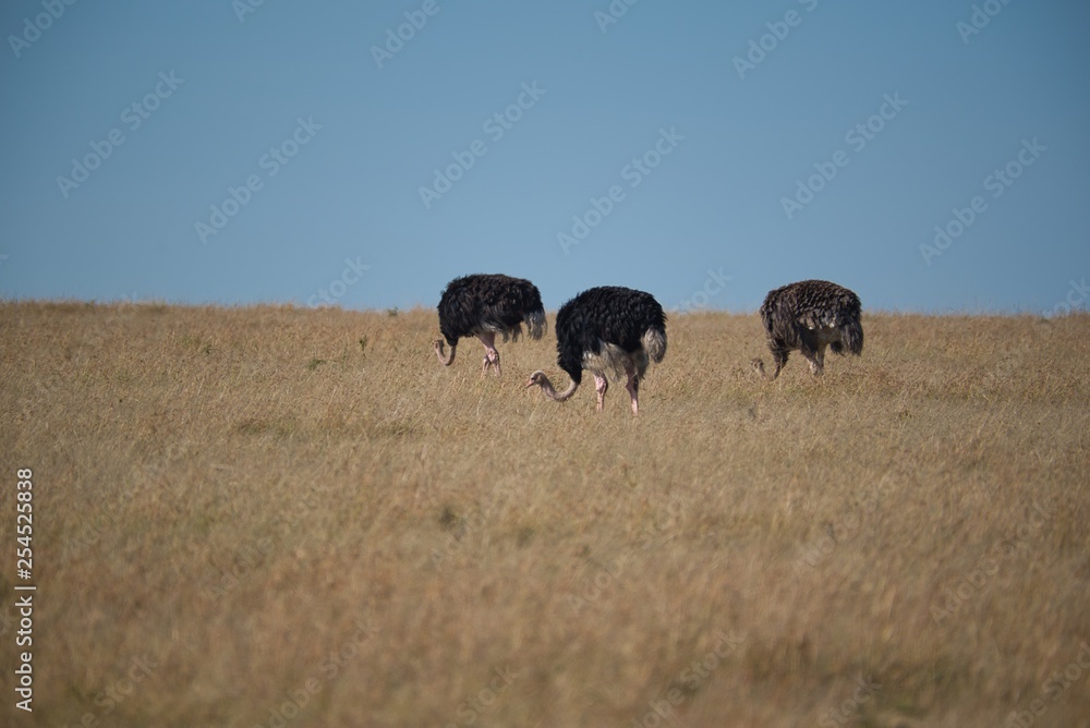 Ostrich in Maasai Mara 