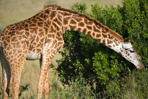 Photography Giraffes in Maasai Mara
